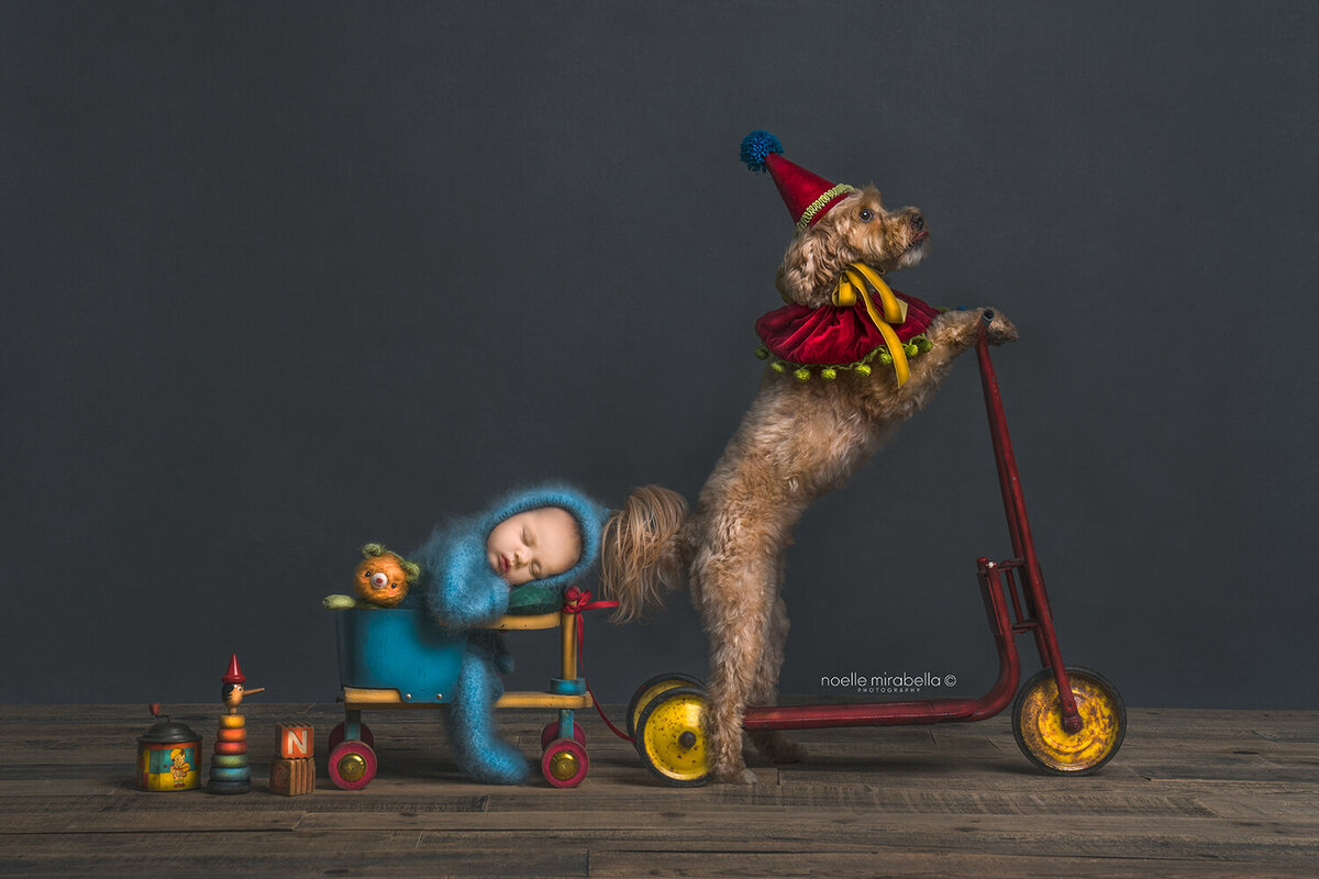 Dog riding a scooter, pulling a sleeping newborn behind him in a cart.