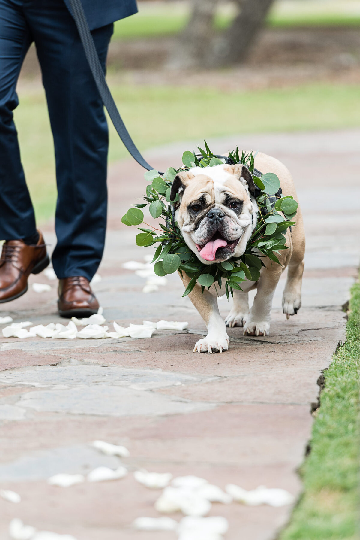 Bulldog with a leafy floral wreath walking down the aisle, a fun and personal touch from a wedding planned in Austin, Texas.