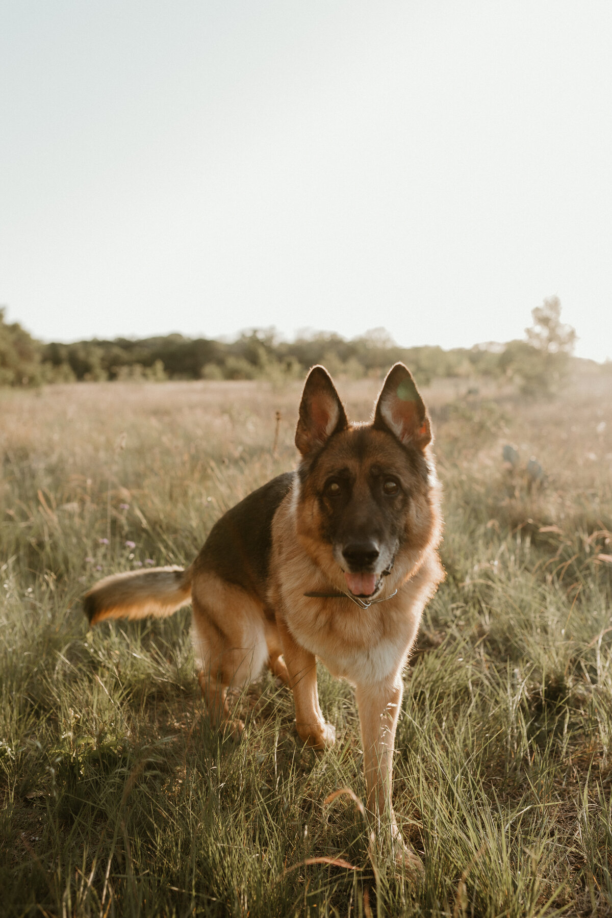 Georgetown Pet Photographer