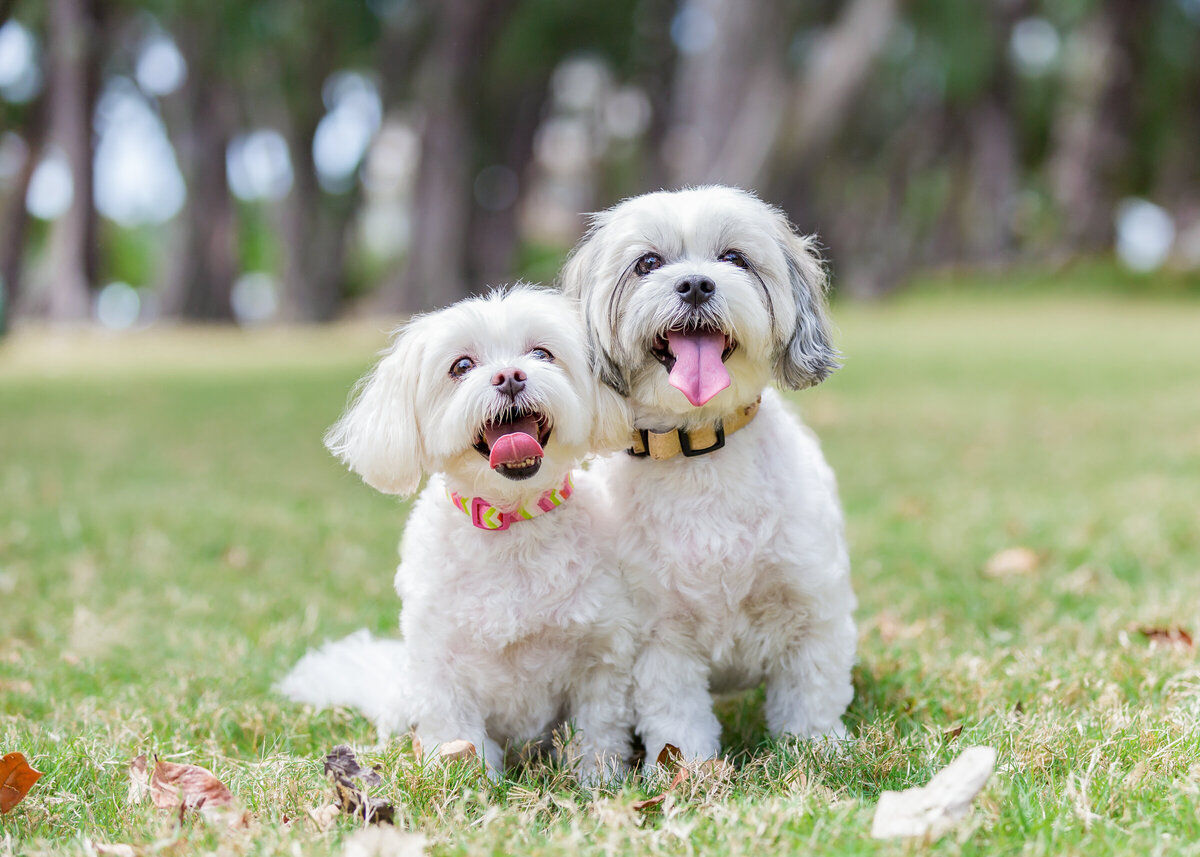 Hawaii Senior Dog Photography-56