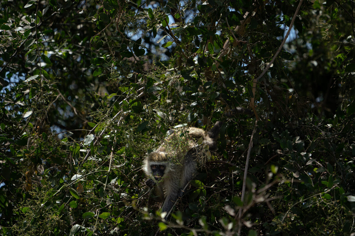luxury-vacation-photographer-kirsten-lewis-arusha-tanzania047