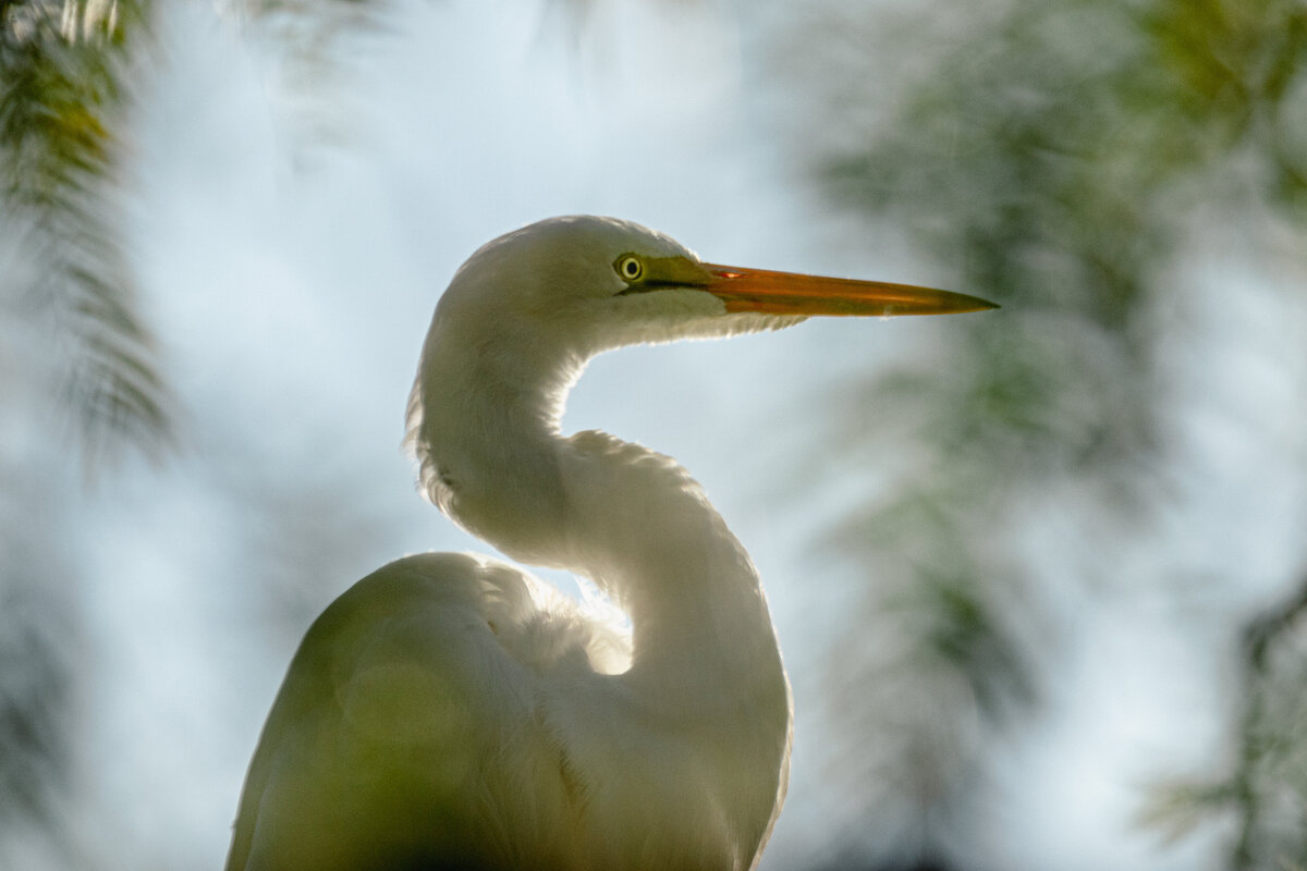 egret_4215