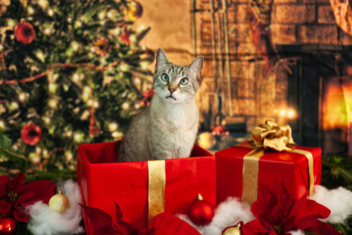 Christmas2023-09
