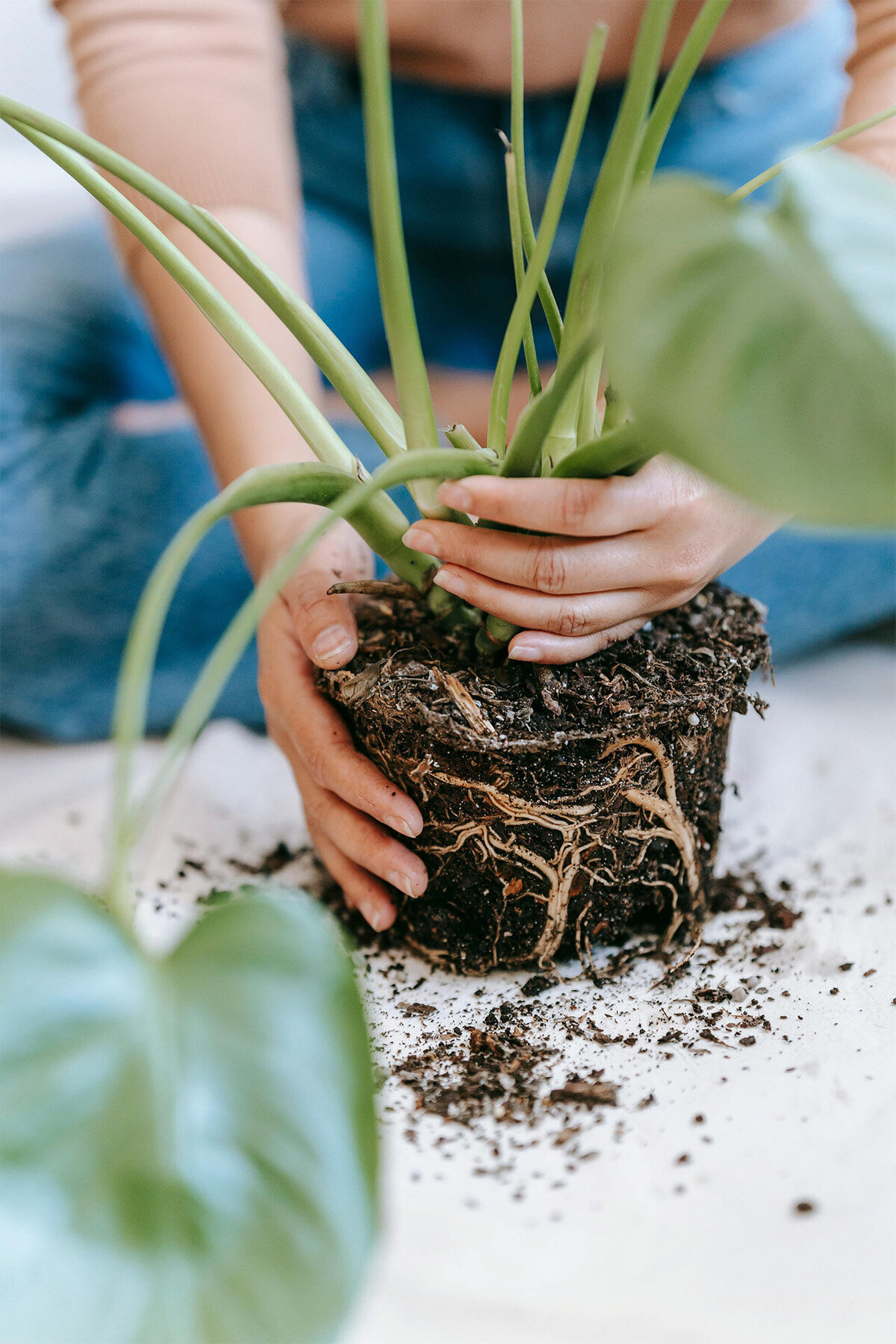 A person gently holds a potted plant, showcasing their care for nature and greenery.