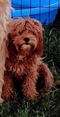Small Country Mini Doodles Kansas City Cavapoos316141359_1276955869543722_66362124487307293_n