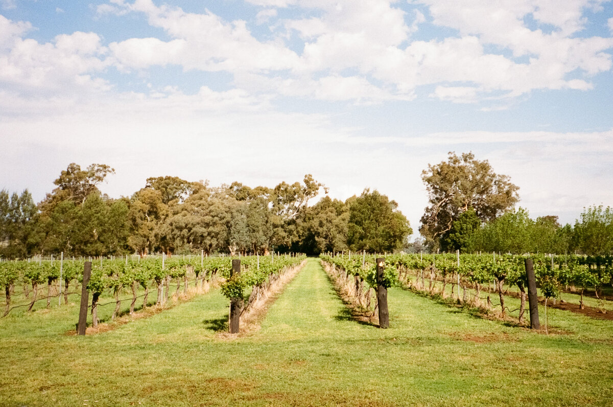 The Wild Vine Wedding Photos-42