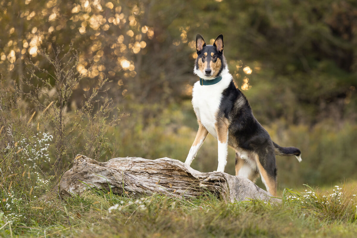 collie-posing-on-a-log-2000px