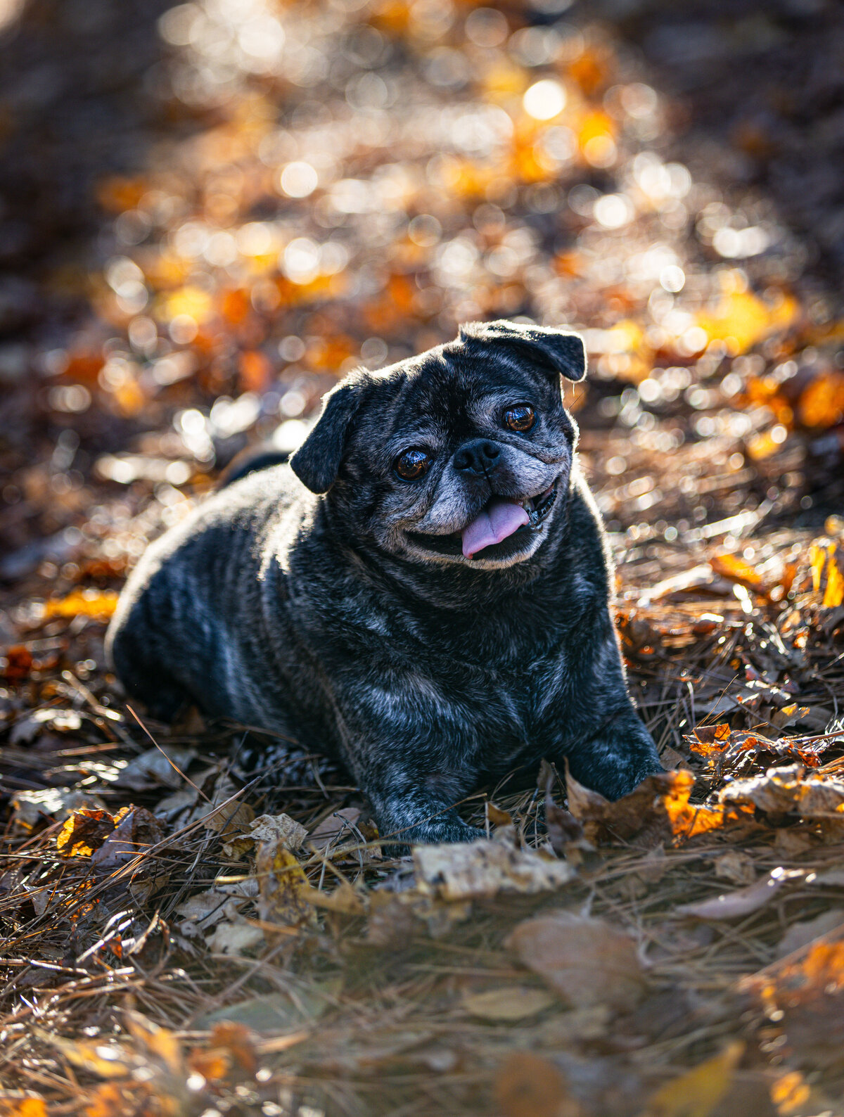 A brindle pug smiling and tilting his head.