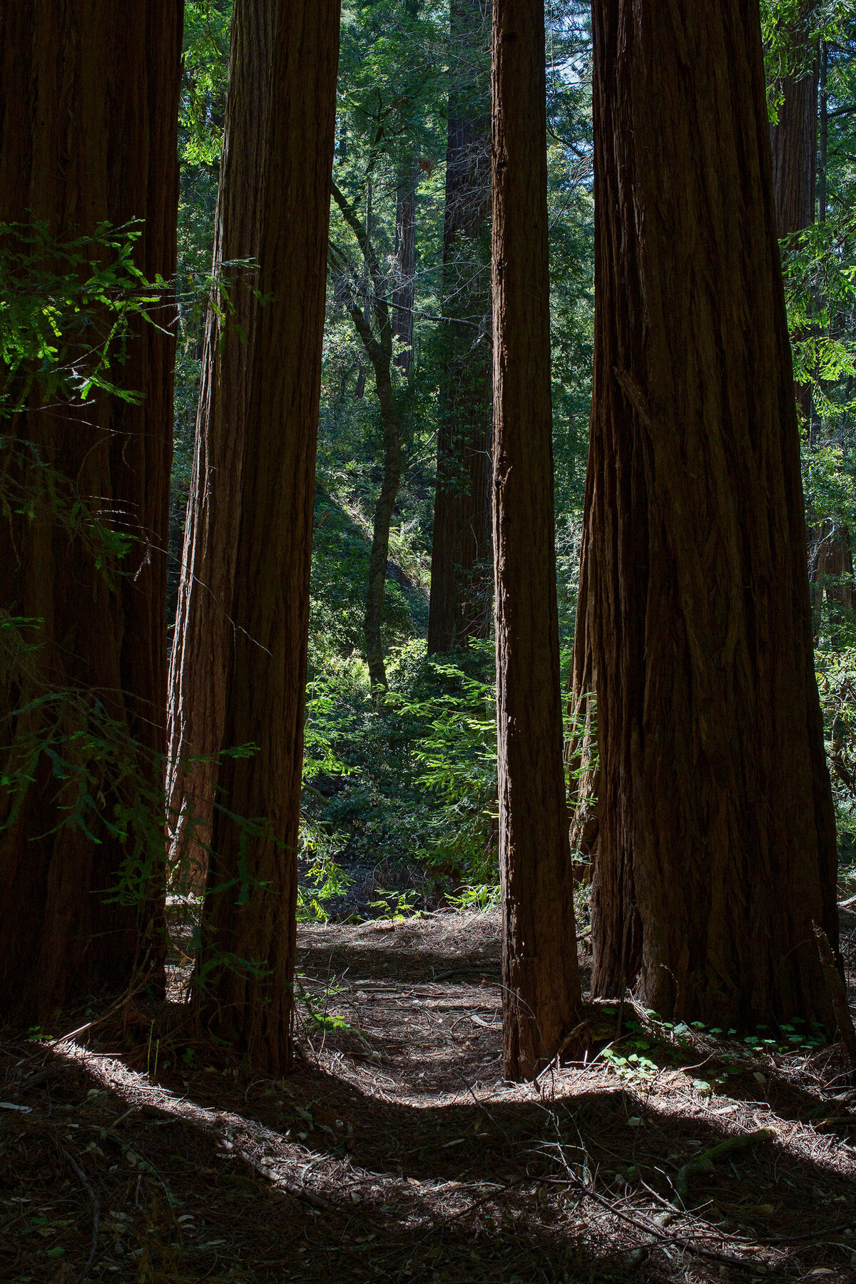 20150601_MENDOCINO_0062_01