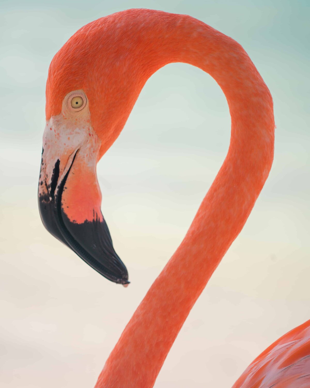 Closeup of a flamingo in Aruba