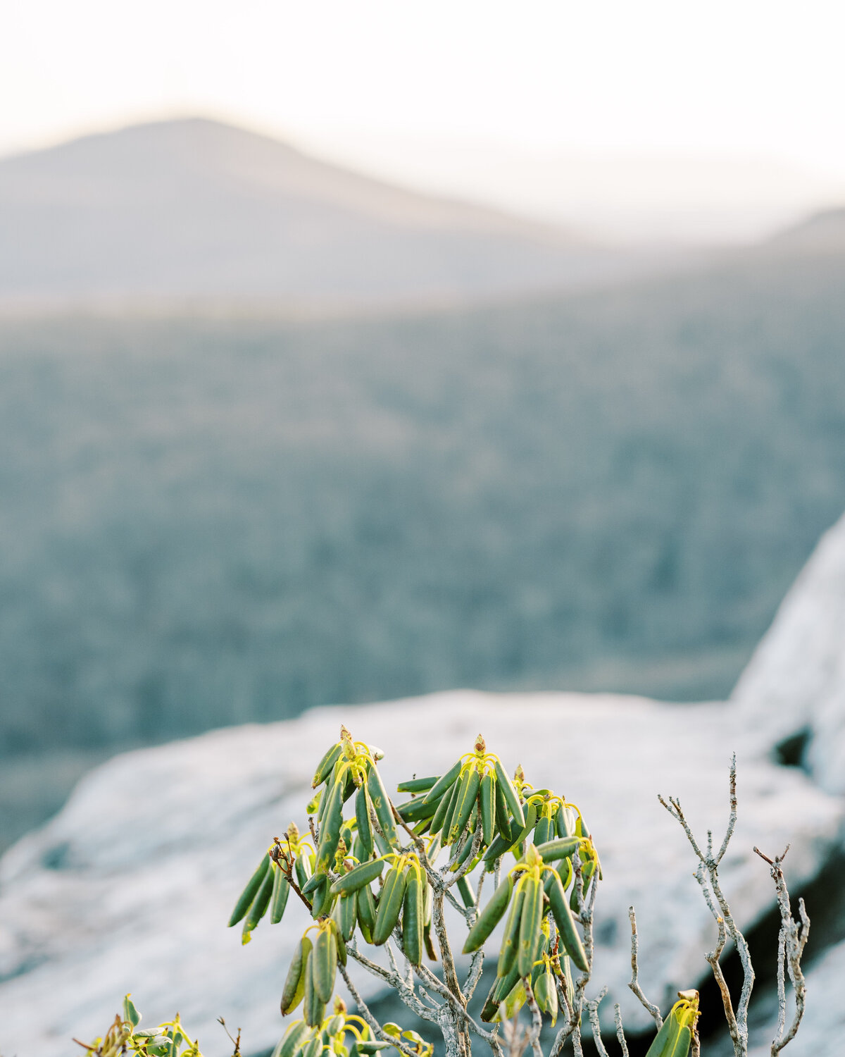 The Fourniers | Grandfather Mountain Engagement-80