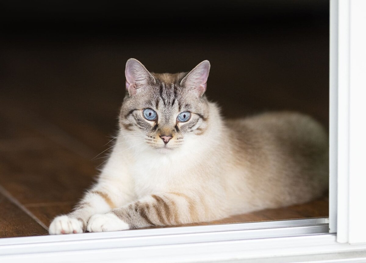 lilla-bordas-portraits-tampa-CAT-photographer1277