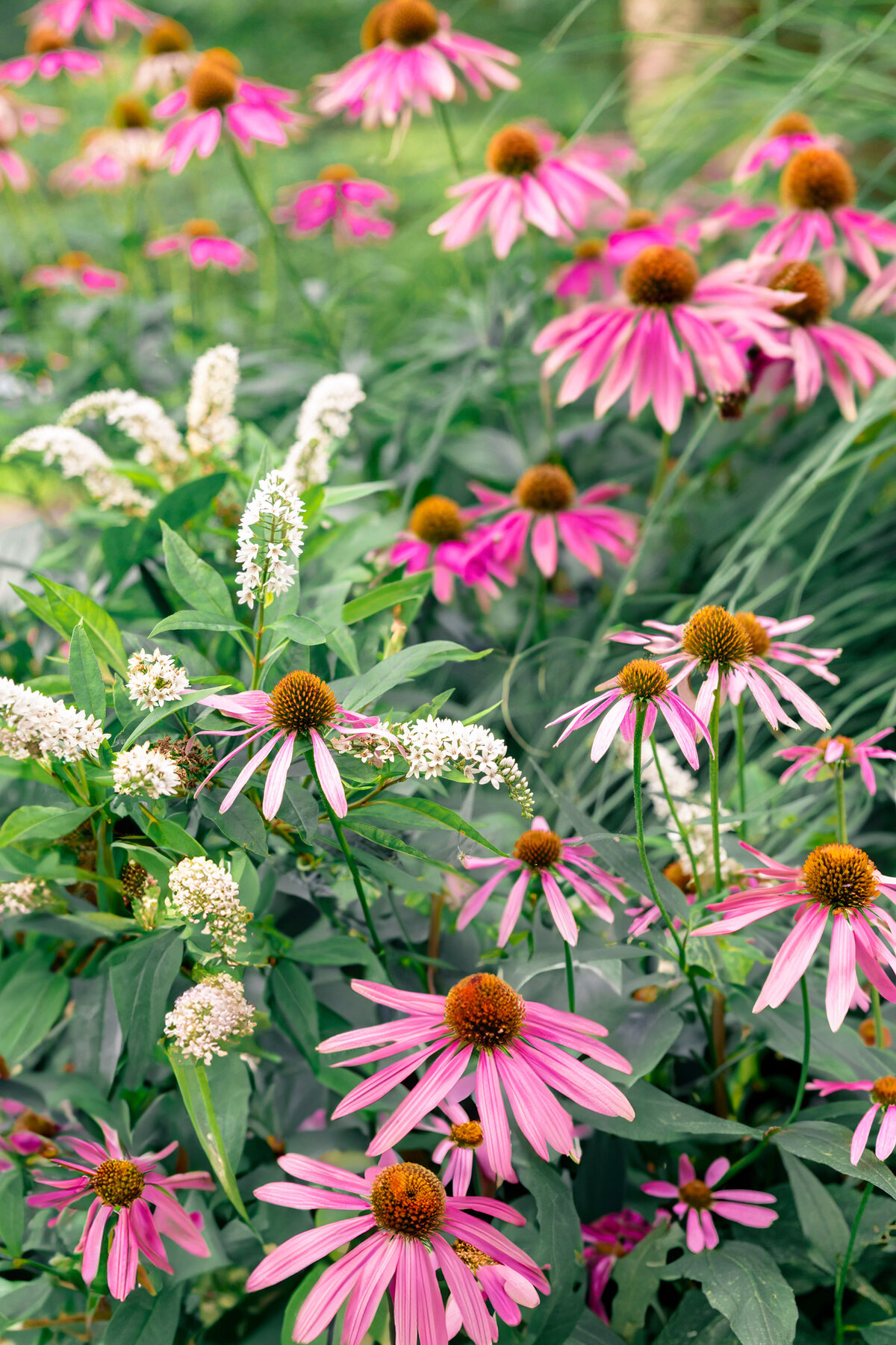 A garden scene featuring blooming purple coneflowers with pink petals and prominent brown centers, interspersed with clusters of small white flowers and green foliage. The background is lush and slightly blurred.