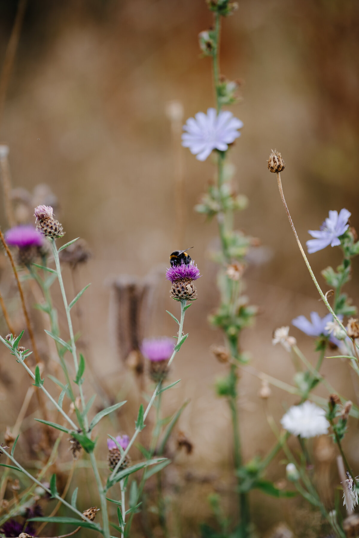 GraceDovePhotography_Matt&EmmaWedding_barnsandyardwedding-3