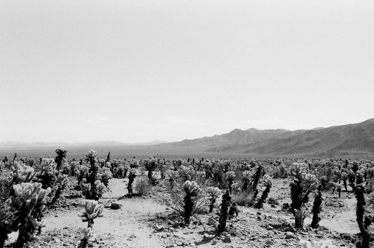 Cactus-Field-Joshua Tree
