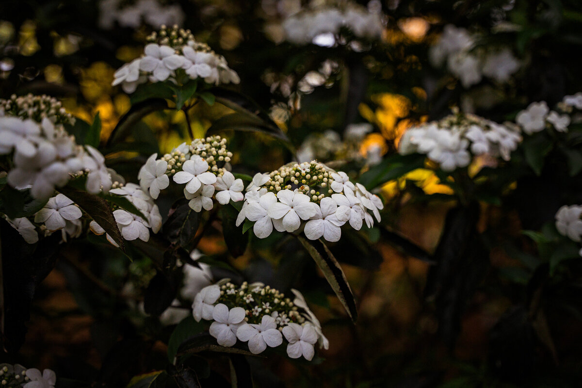 Dirr-spring-25