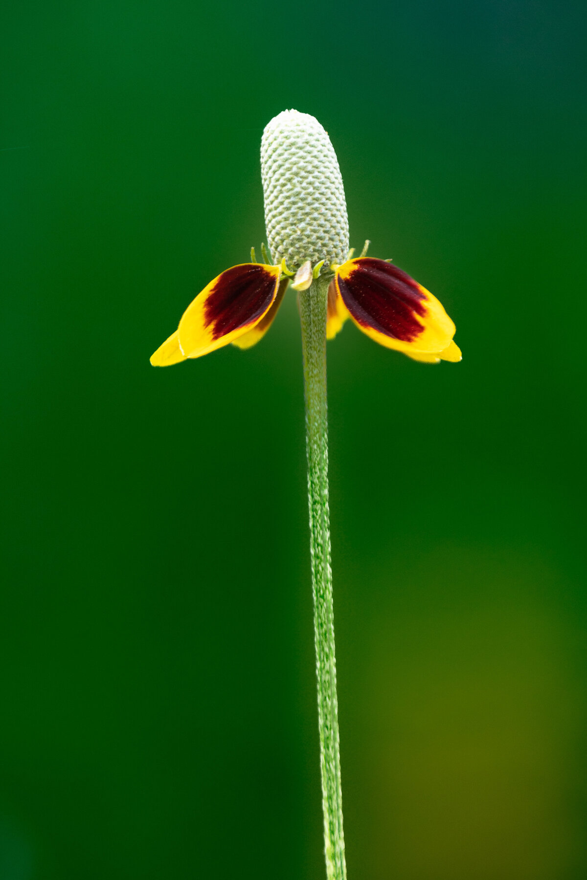 mexican_hat_0250