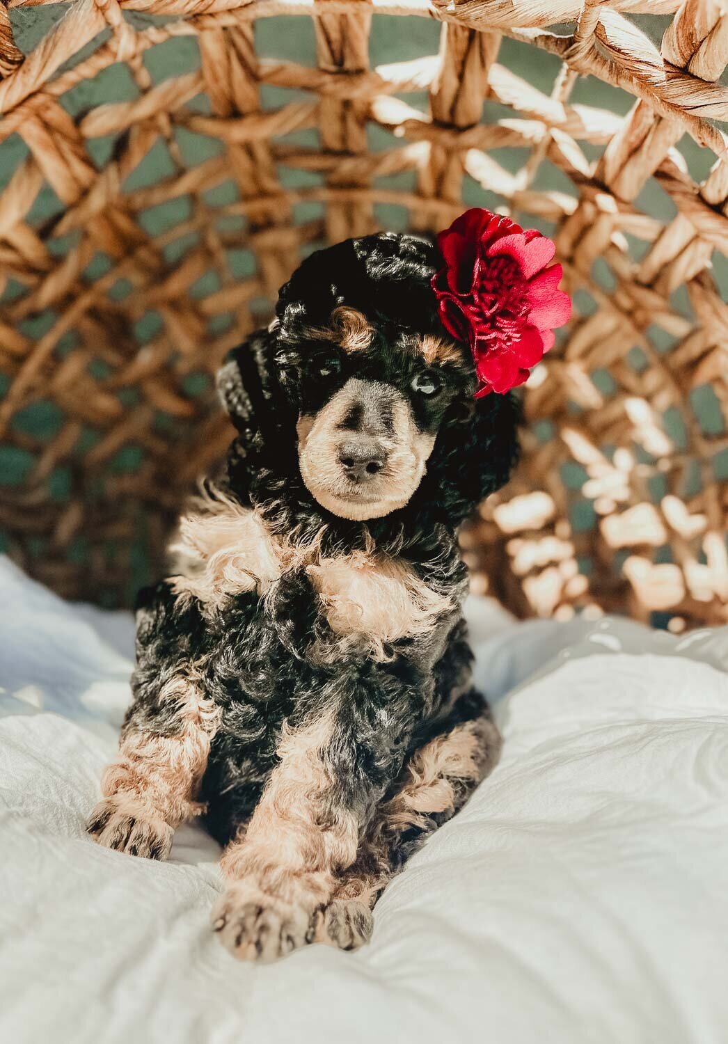 Le Fleur Poodle Puppies -133