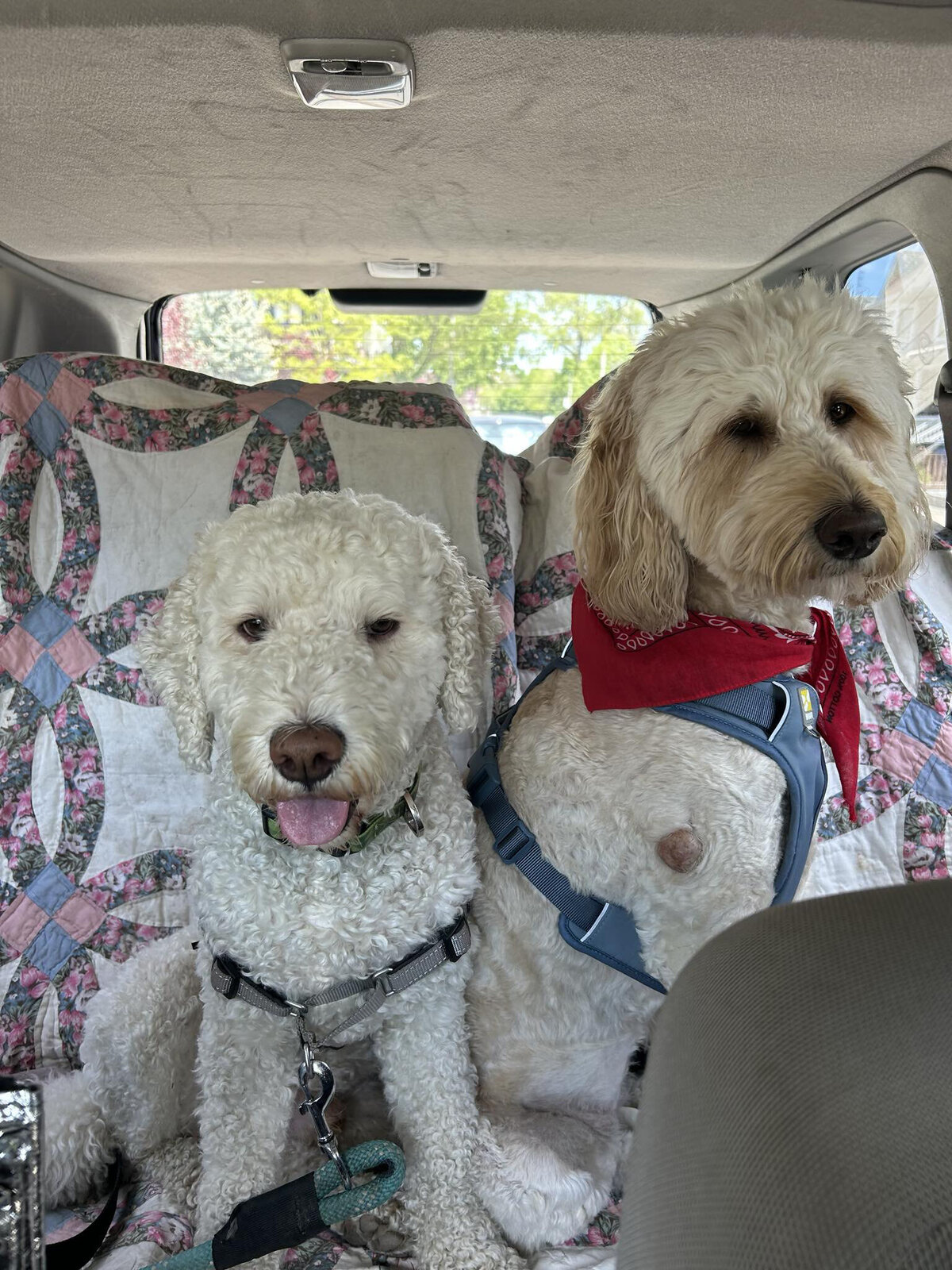 HamiltonToronto-PetSitting-026