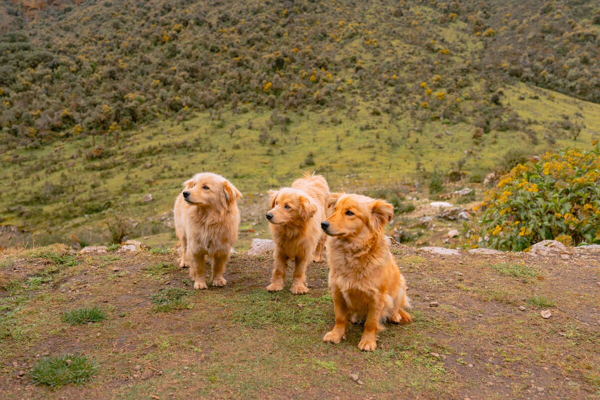 meredith-ewenson-salkantay-trek-peru-legit-trips-dogs