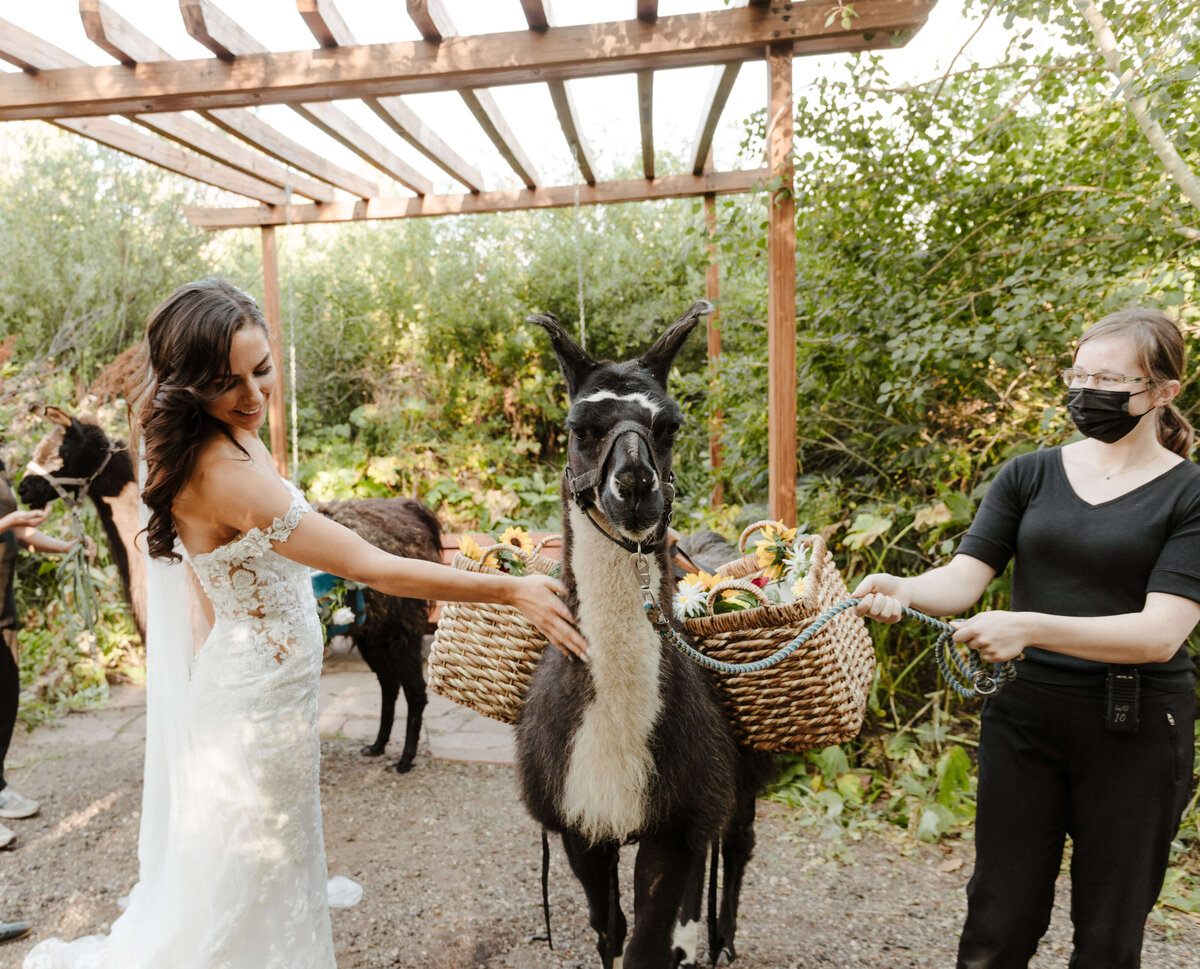20210911  Wedding Photos  Colorado  Wedding Photographer - Catherine Lea Photography162
