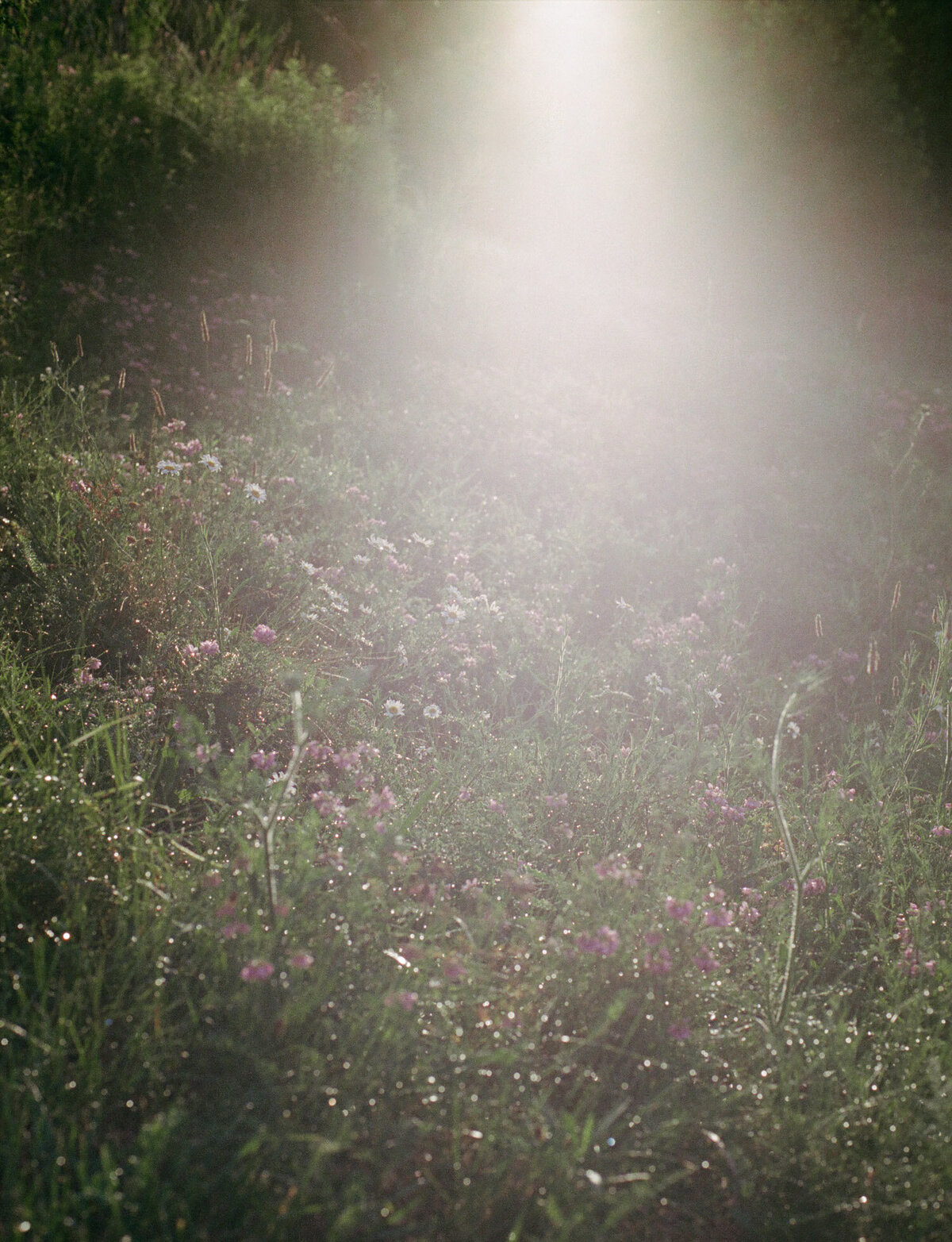 glowy wildflower meadow at sunrise, hazy light film photo, scent branding photo, floral candle scent