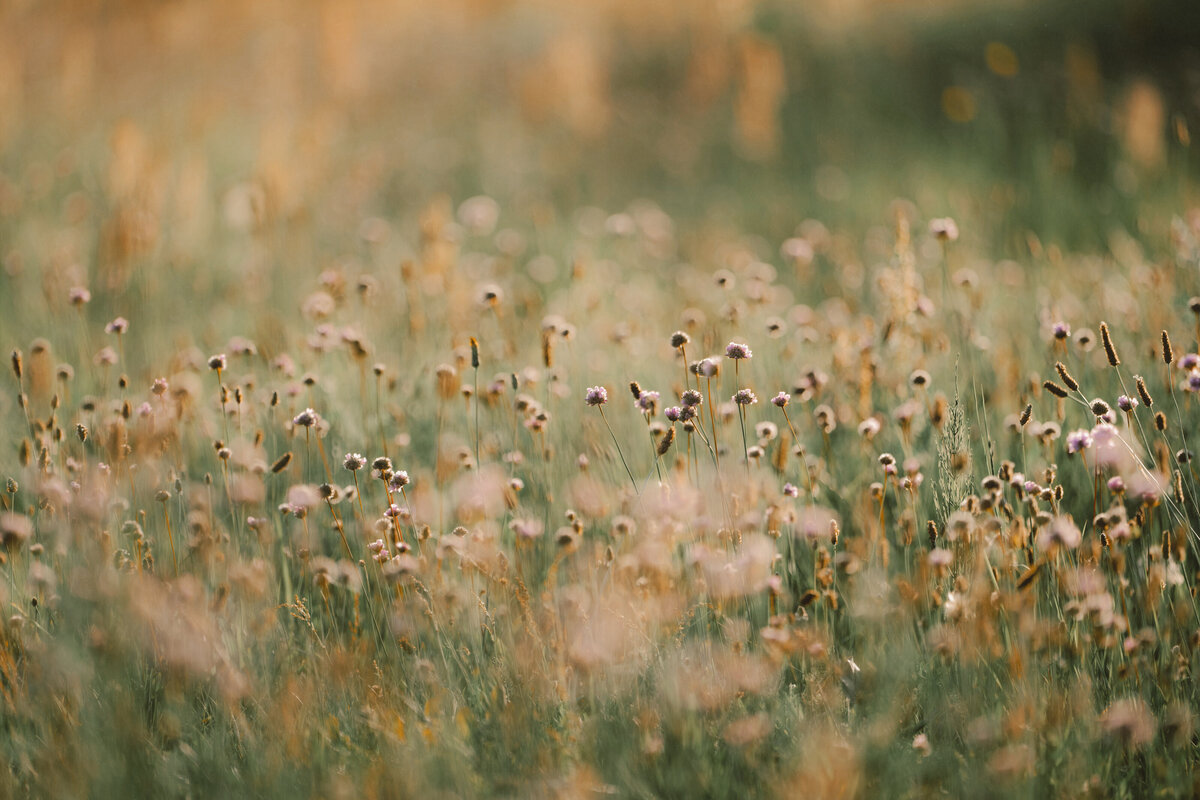 03_flowers