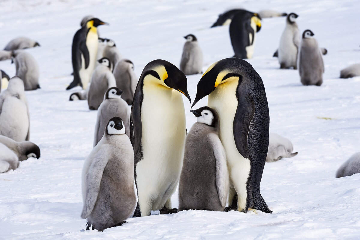 ©WhiteDesertAntarctica-EmperorPenguins14