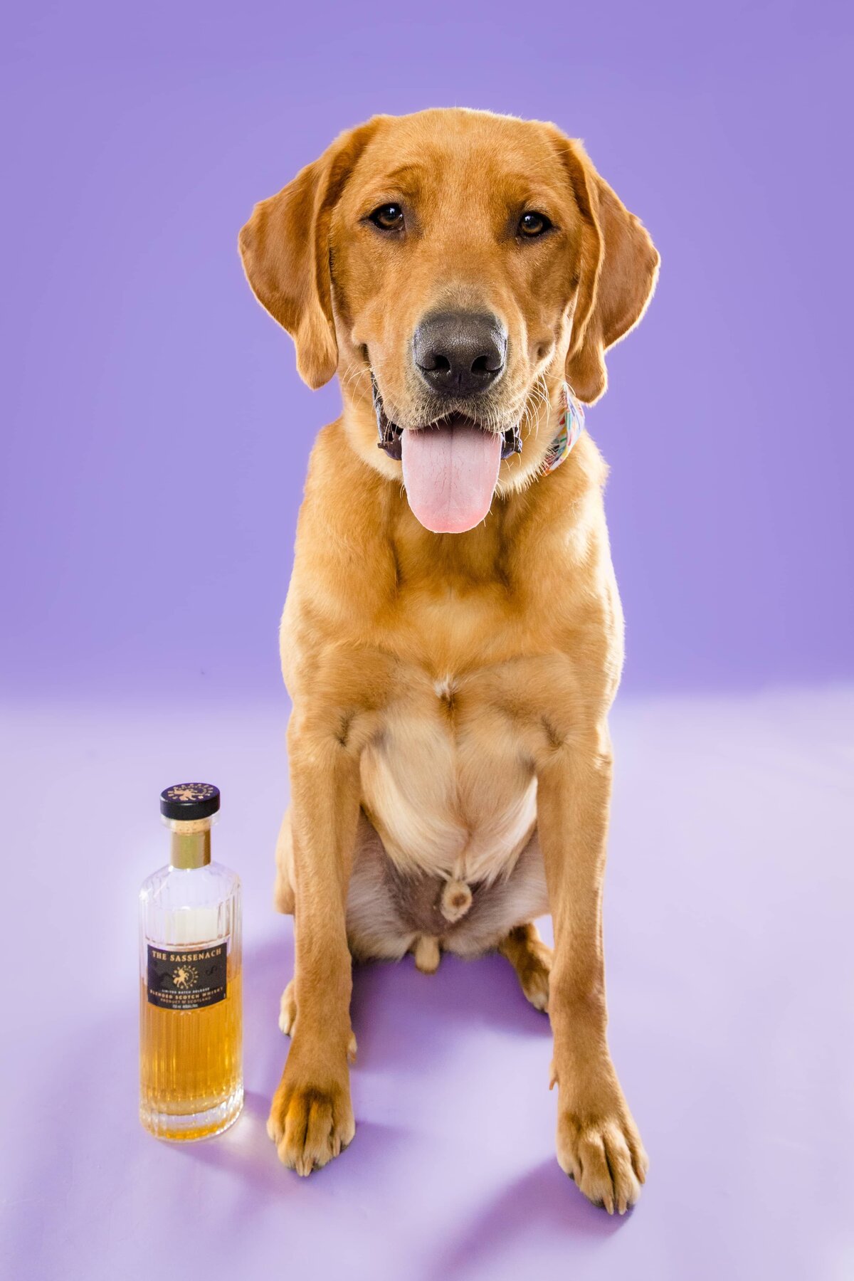 The Beloved Pup Photo Studio Portfolio Photos - Alabama Dog Photographer 1