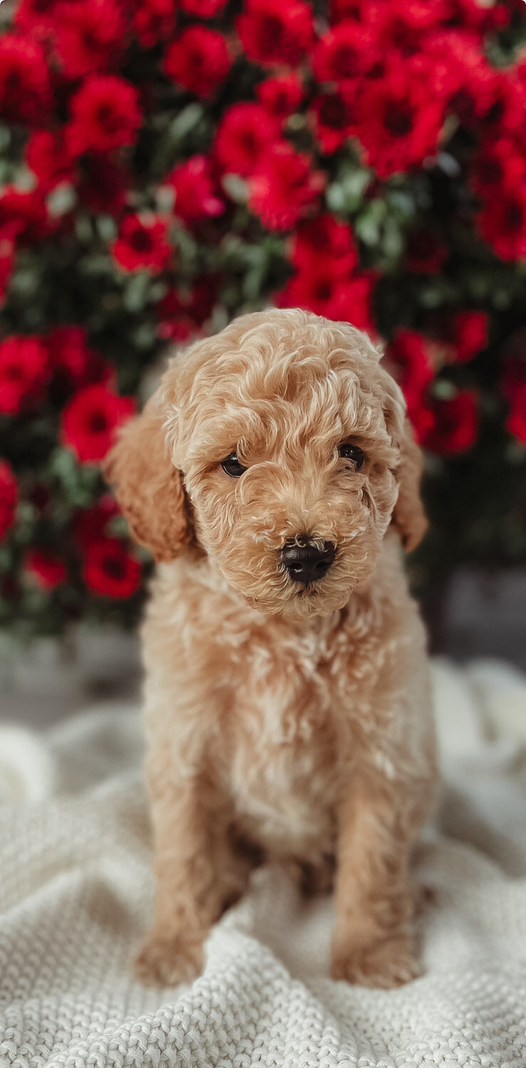 Salish Sea Miniature Poodles--136