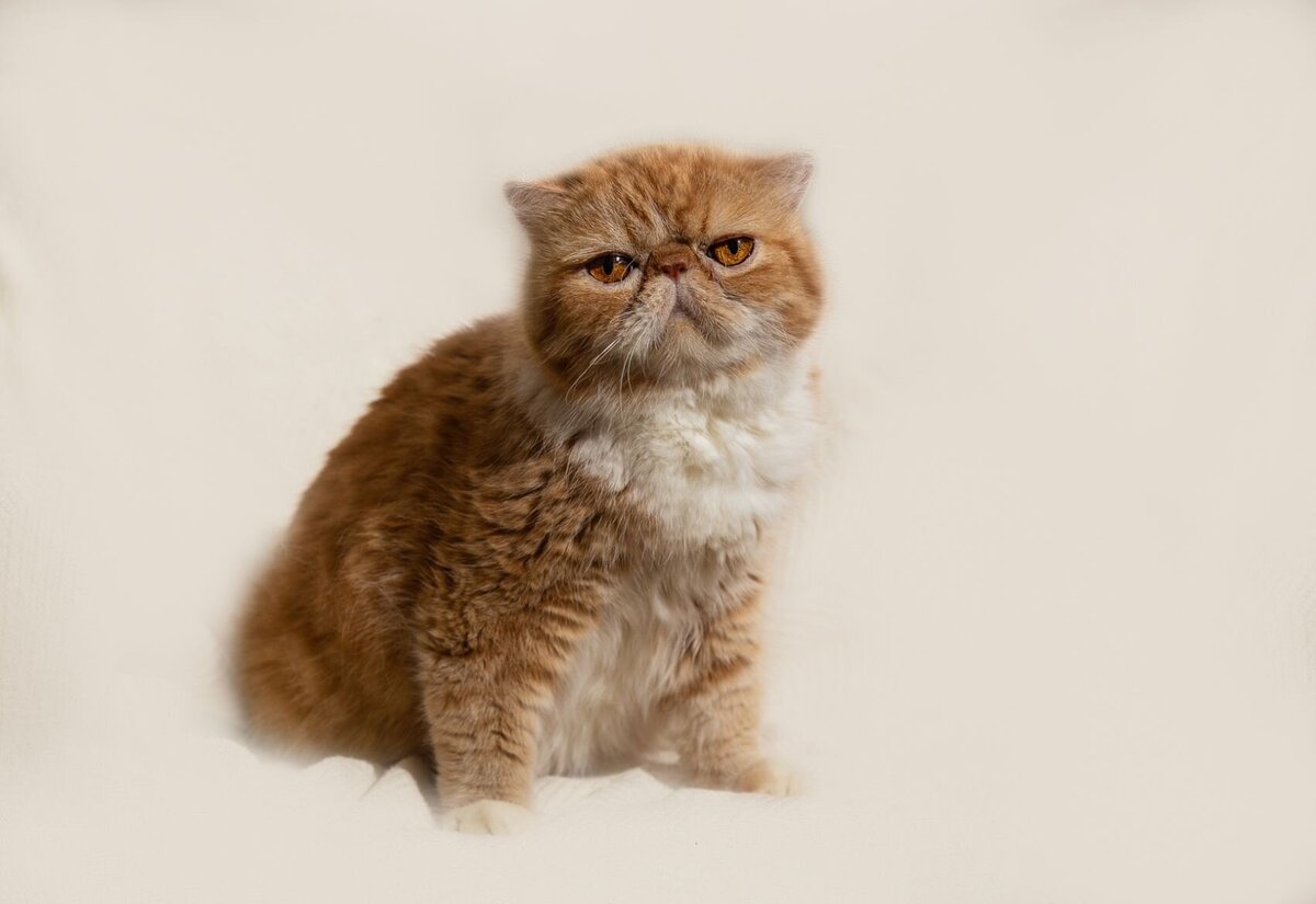 lilla-bordas-portraits-tampa-CAT-photographer1244