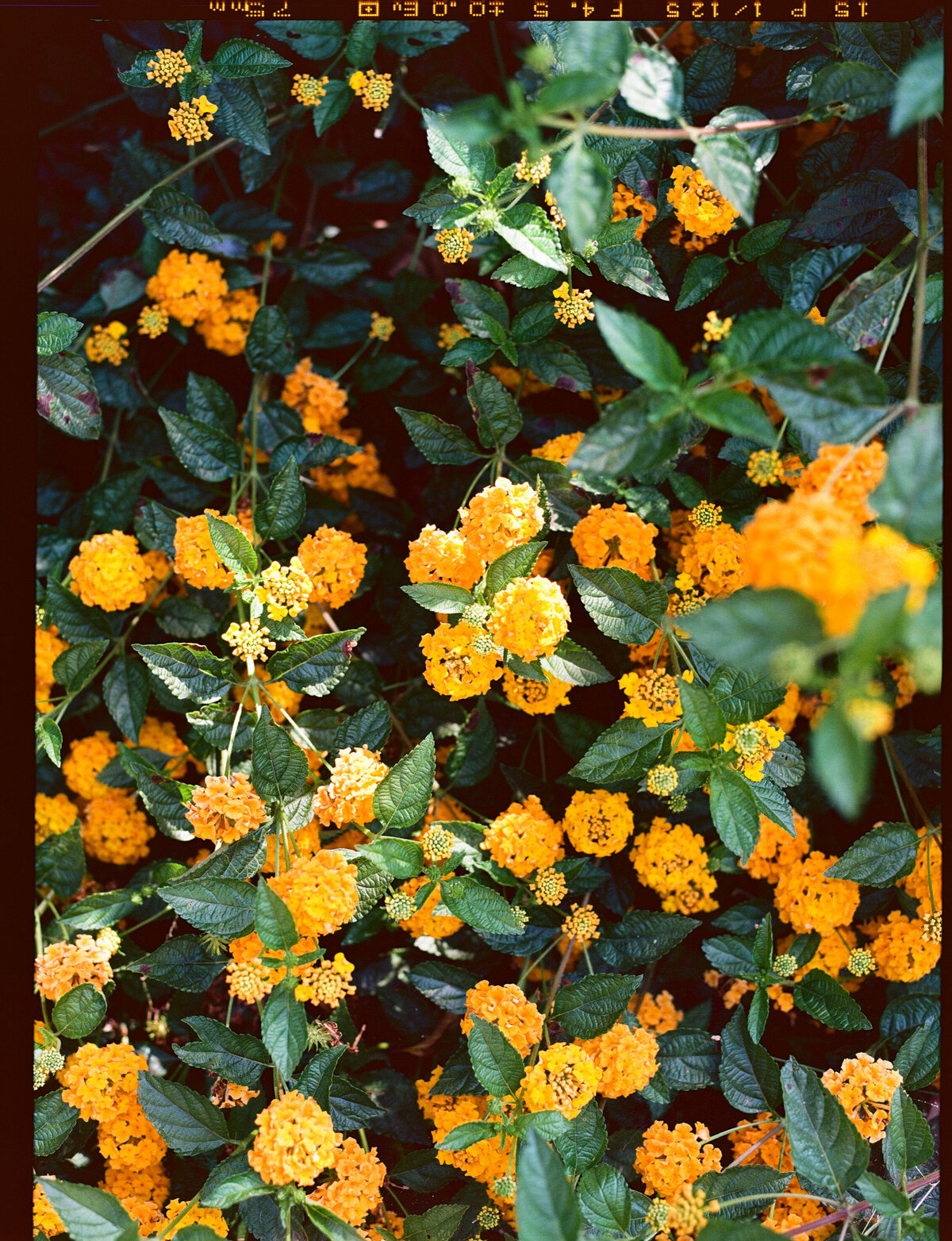 Ektar100120-photowalk-2