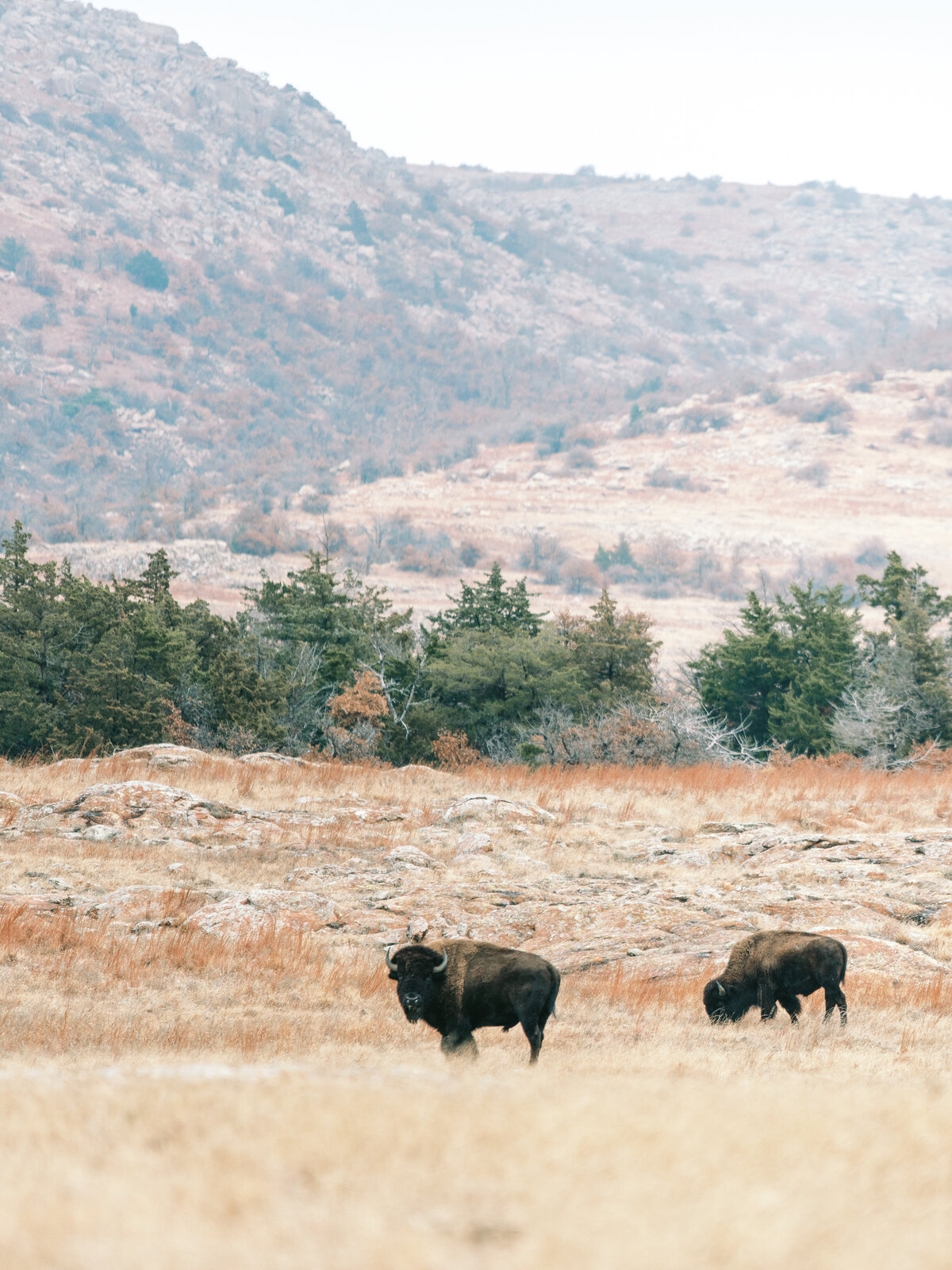 Wichita Mountain Wildlife Refuge Editorial-10