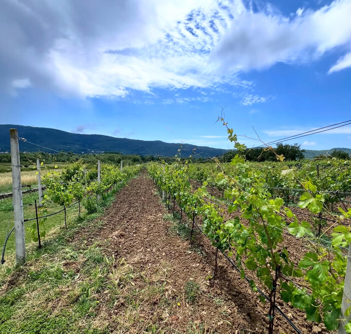 Fields of European Winery with Blue Skies