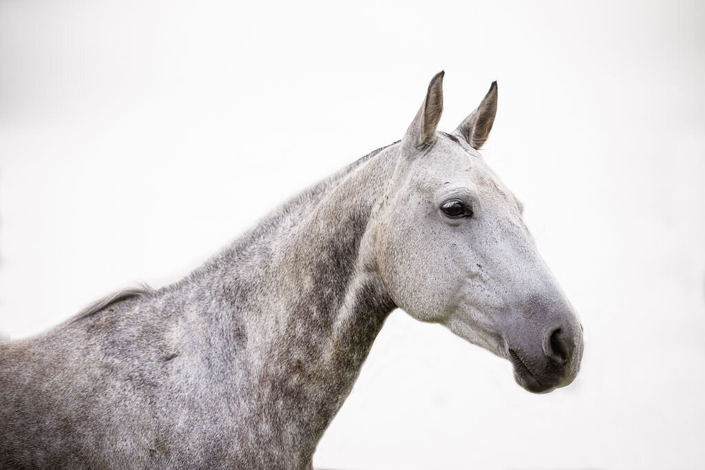 20230624_kya-photography-equestrian-photographer_0020