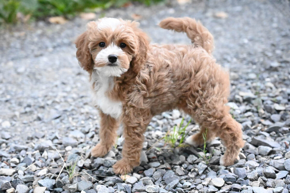 Heavenly Puppies to Love Cavapoo, Cockapoo, and Maltipoo Puppies Photo Aug 07 2024, 8 38 07 AM166