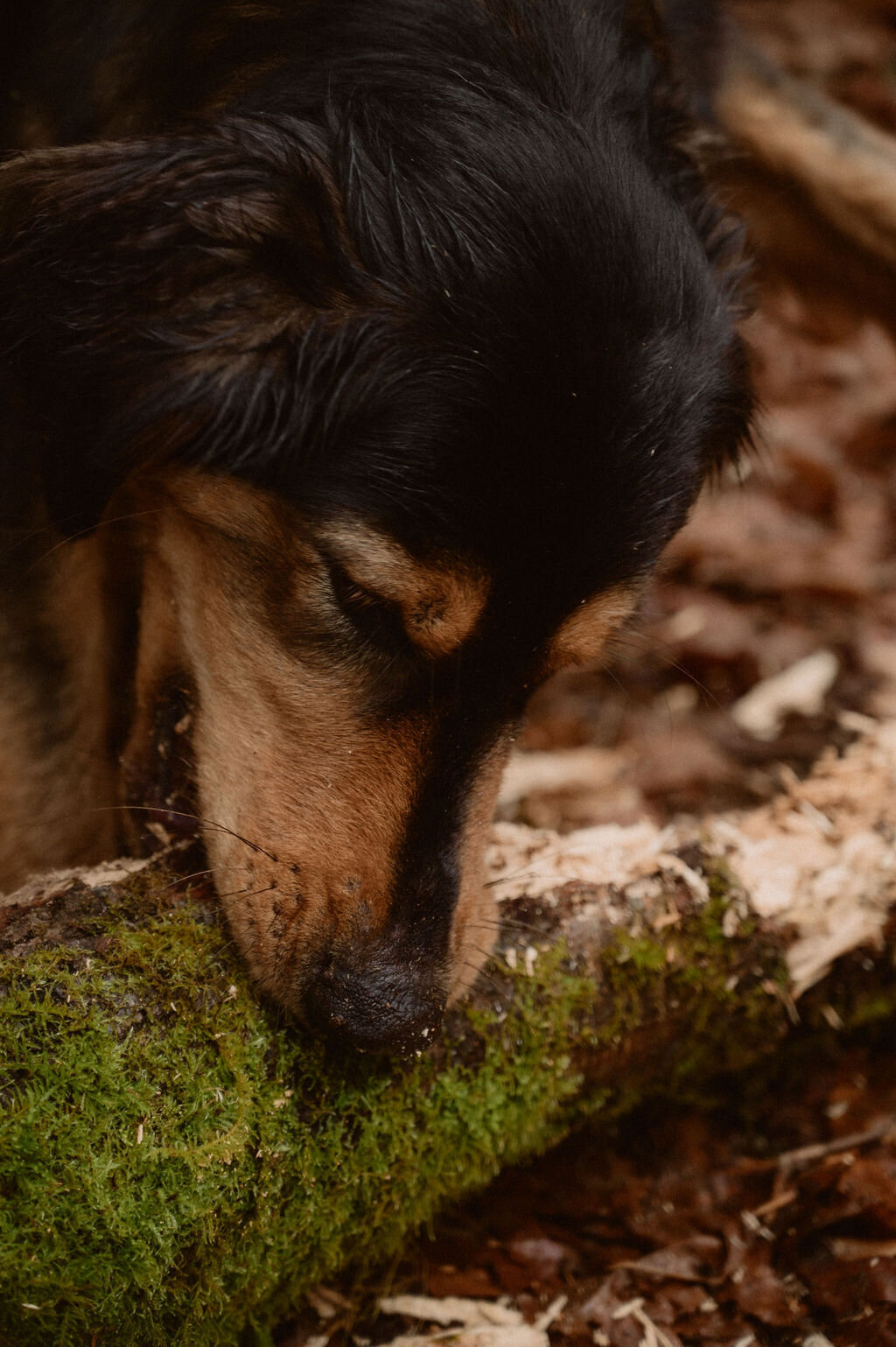dog chewing on a branch