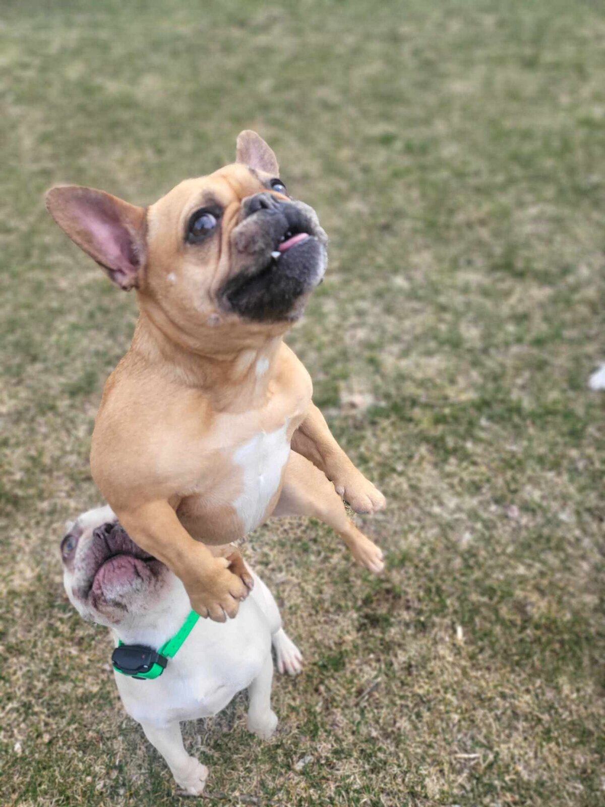 frenchie jump