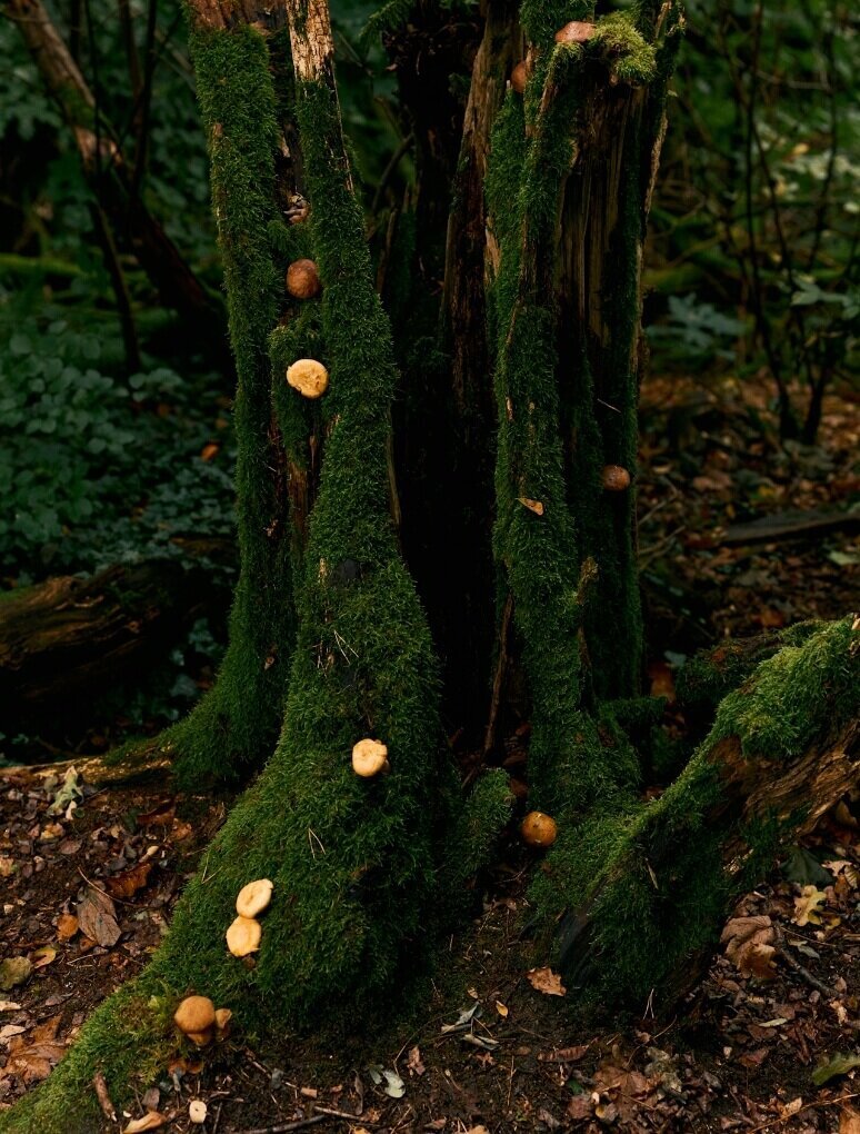 teamglue-earth-forage