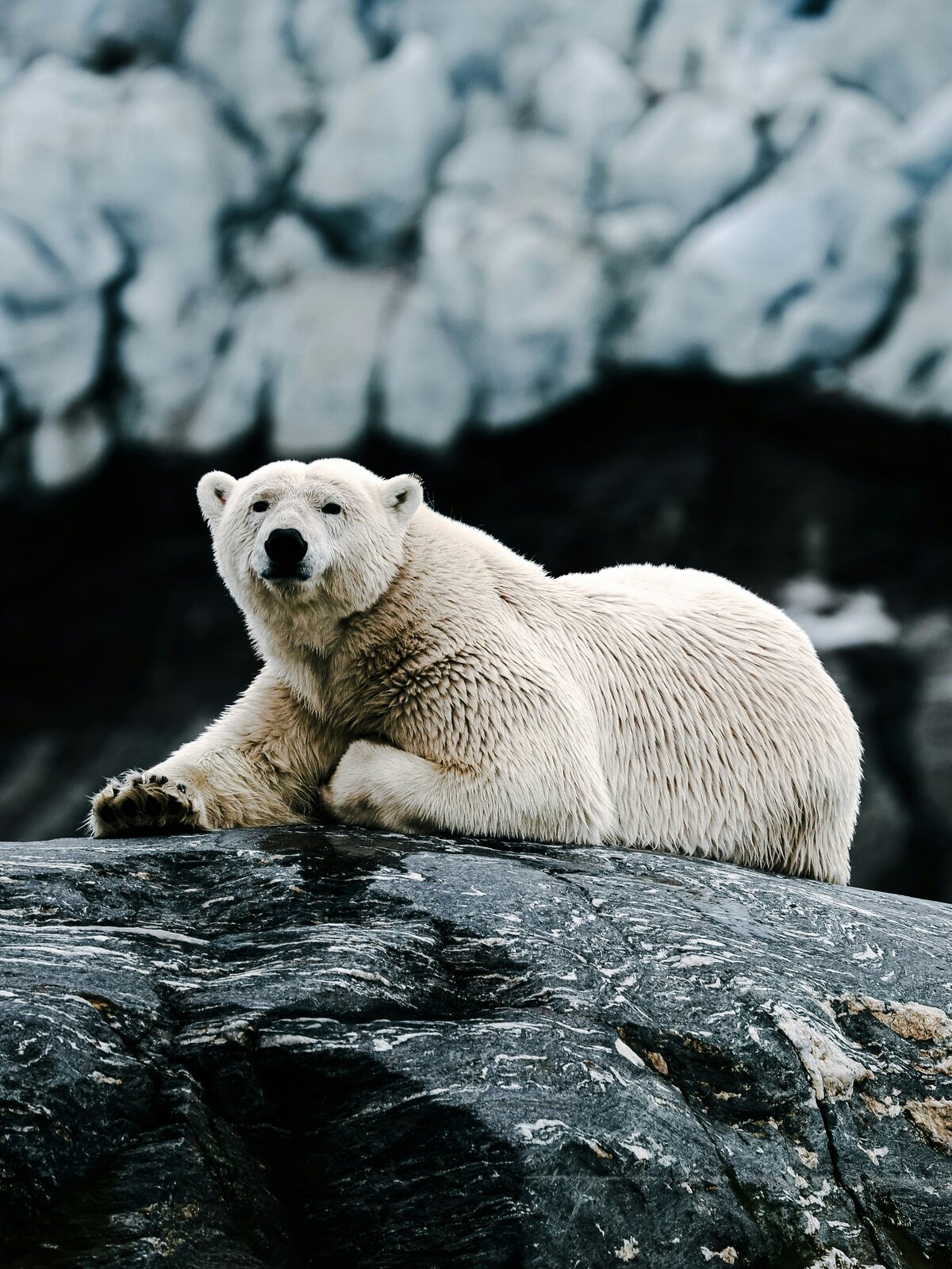 polar bear