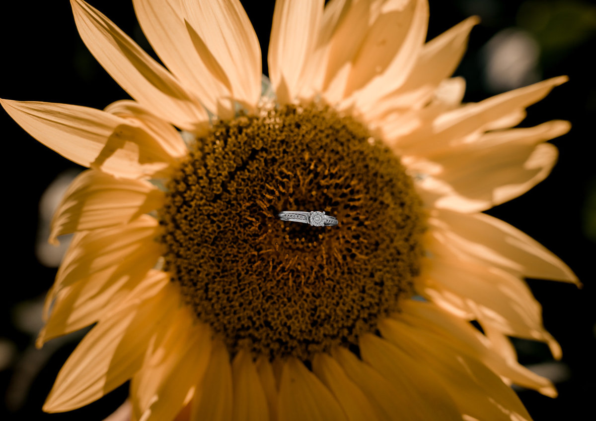 Engagement session in the sunflower field0025