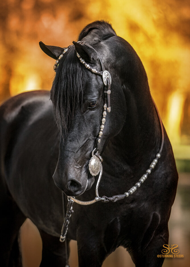 western pleasure black morgan stallion