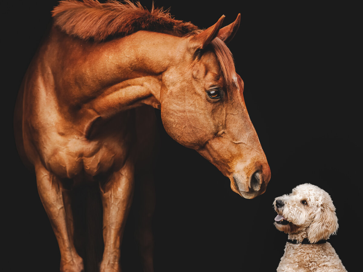dog and horse-3