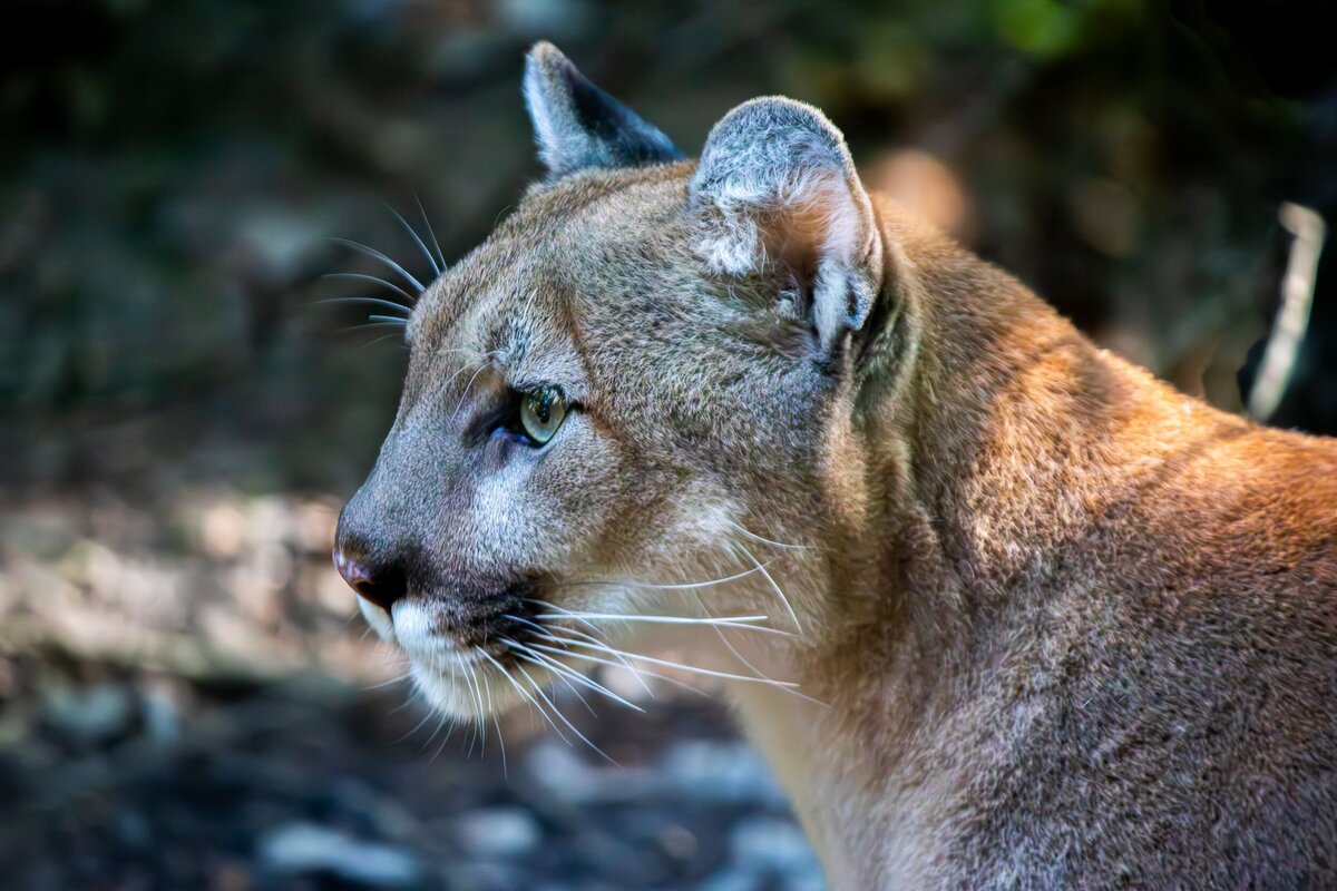 Cougar_Side-168464fd-2500