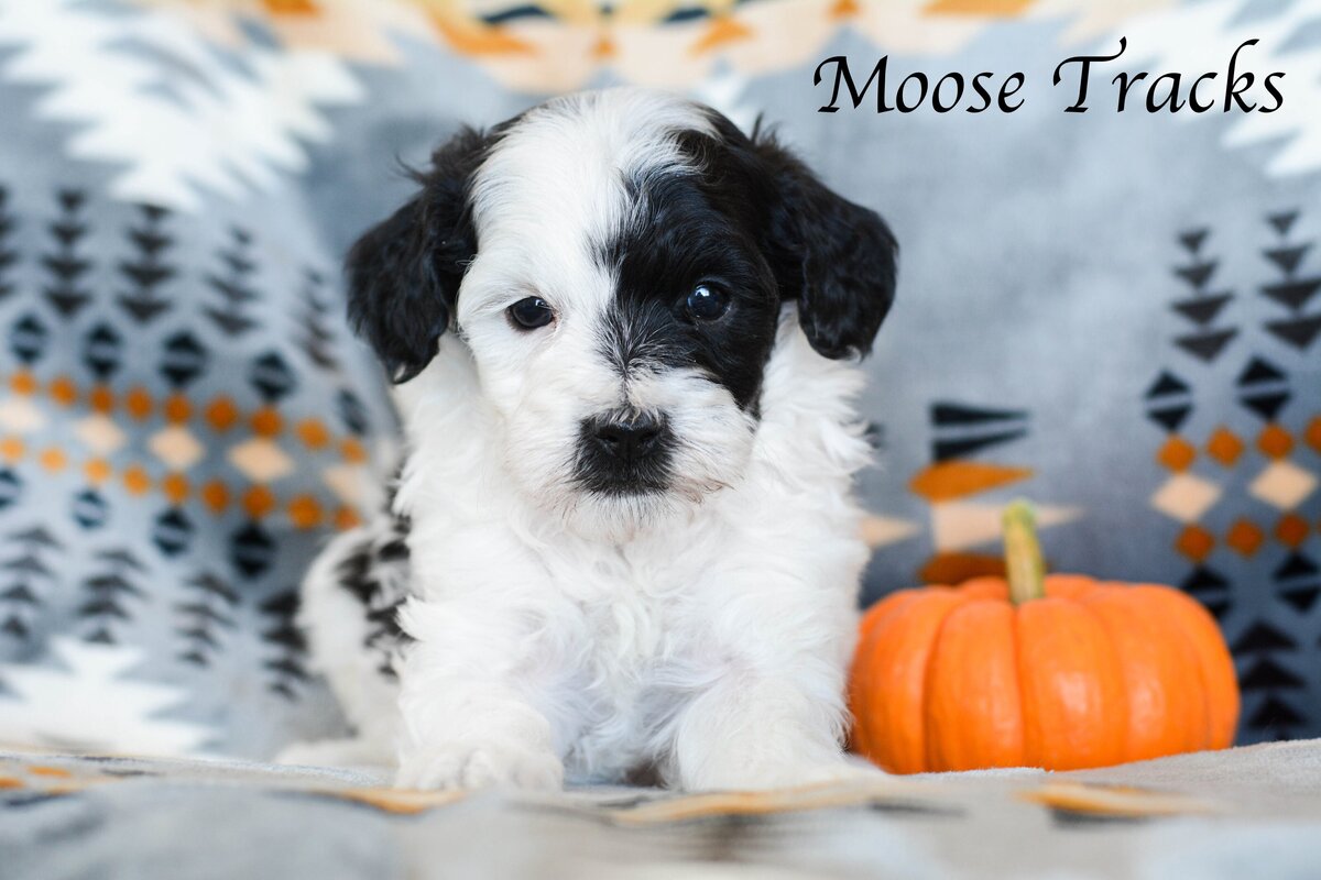 Available Mini and micro Sheepadoodle Puppies