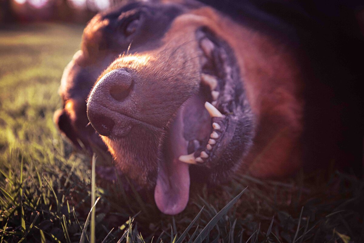 seattle-pet-photographer-43