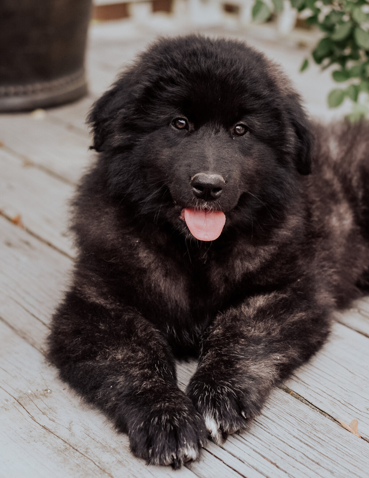 Estrela Mountain Dog Puppy Viva's Litter 2024-11