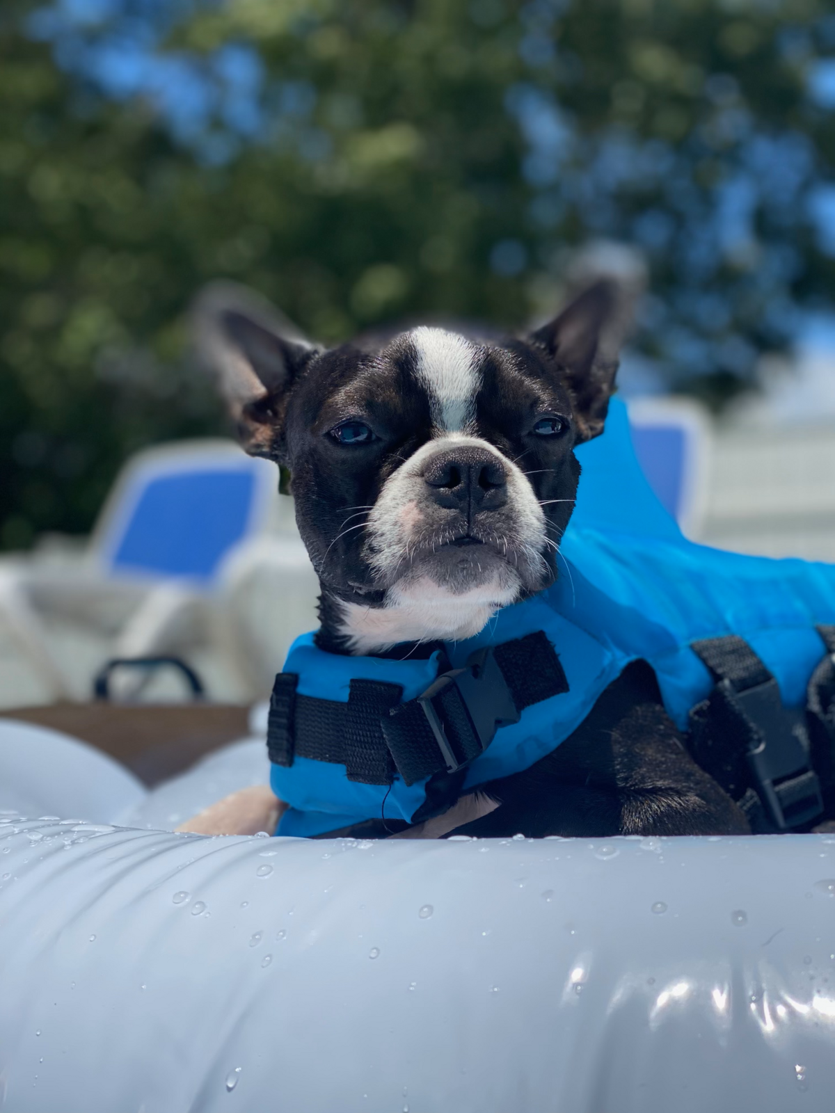 Tuxedo Pups Tuxedo Boston Life Jacket
