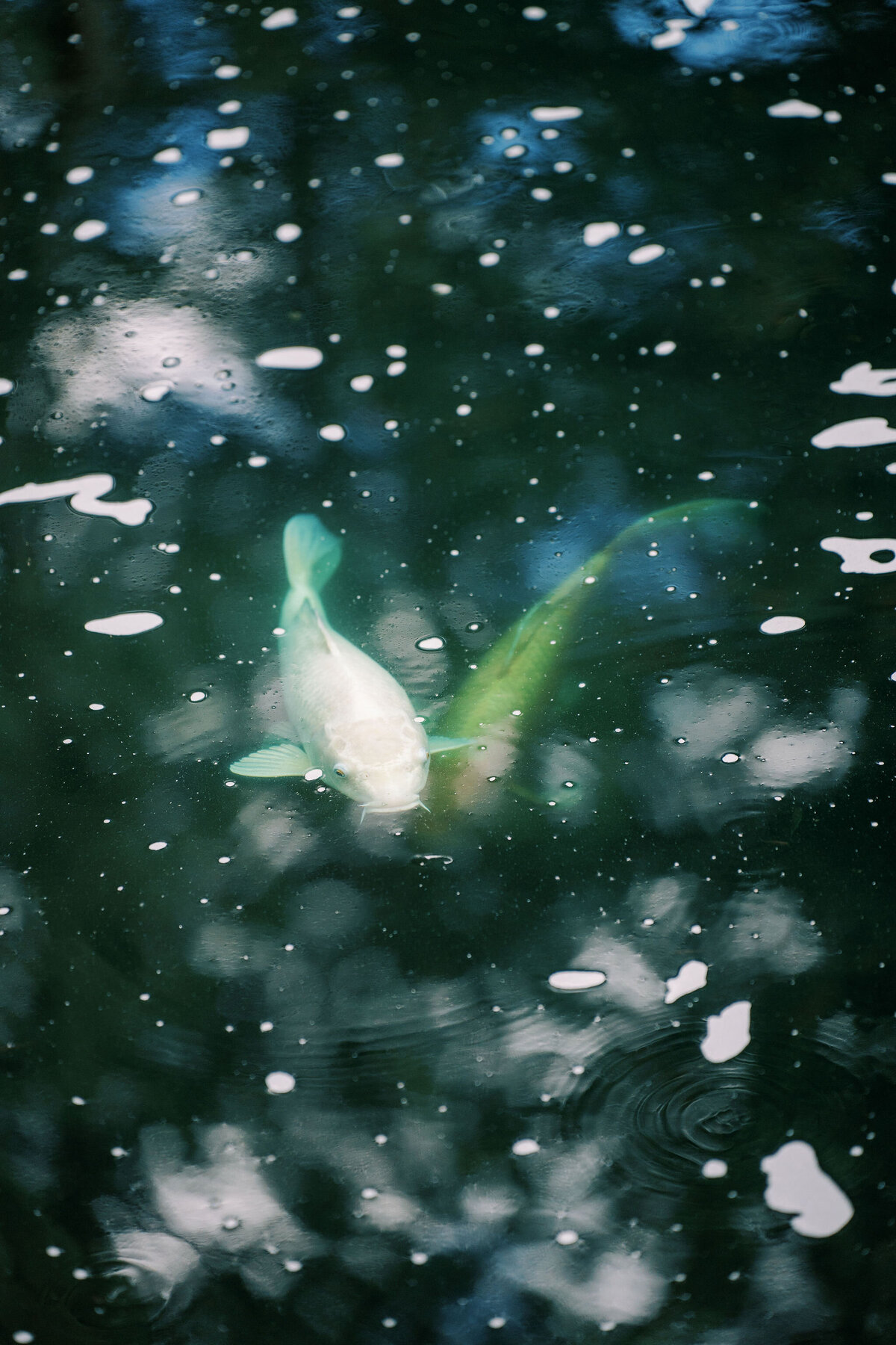 two koi fish lovingly swim together