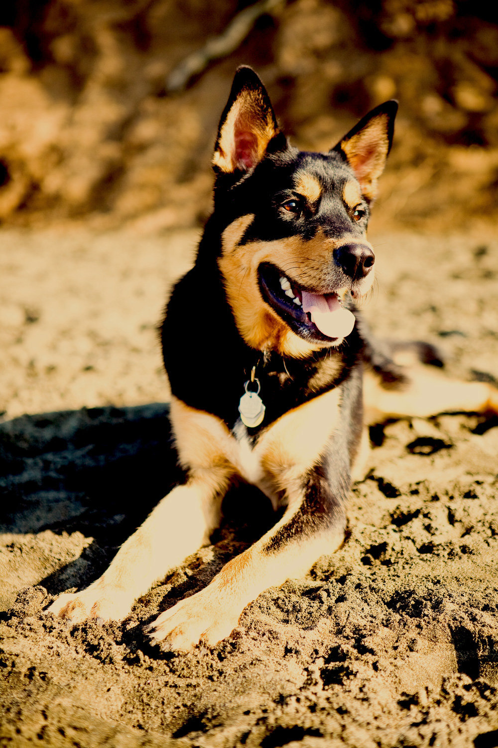 pet photographer, dog photoshoot, dog photography, dog photographer, cat photography, pet photography near me, family photo with dog, pet portraits, cat photographer, cat photoshoot, dog photographer near me, pet photographer near me, a dog photoshoot, pet photography, dog pictures, pictures of puppys, cute dog pictures, dog photo, sacramento pet photographer, san francisco pet photographer